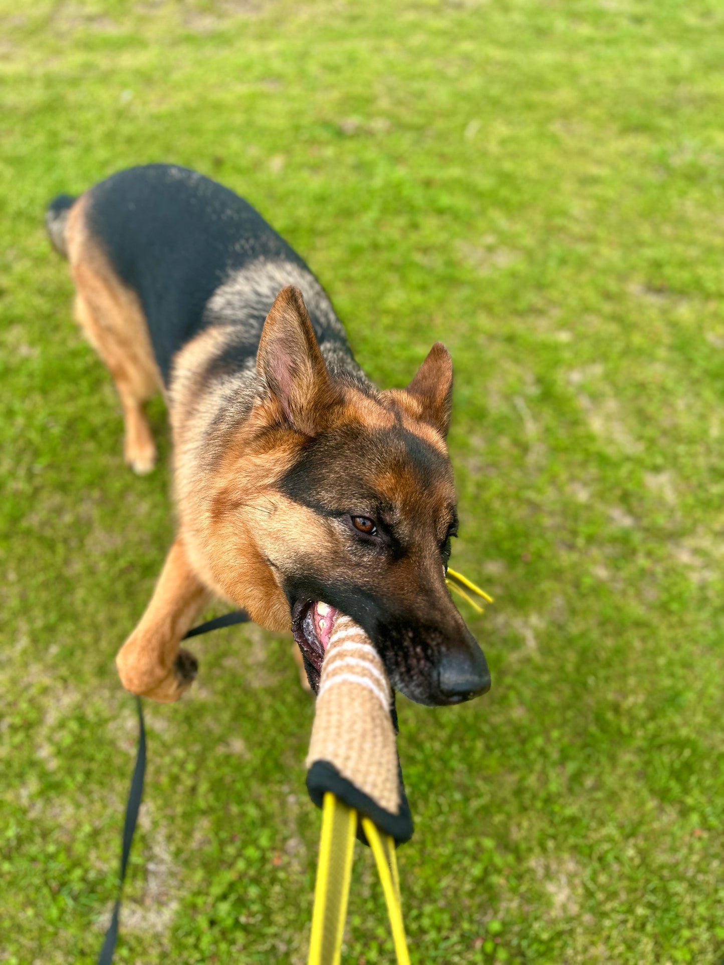 Endurance Dog Tug | 2 - Handle